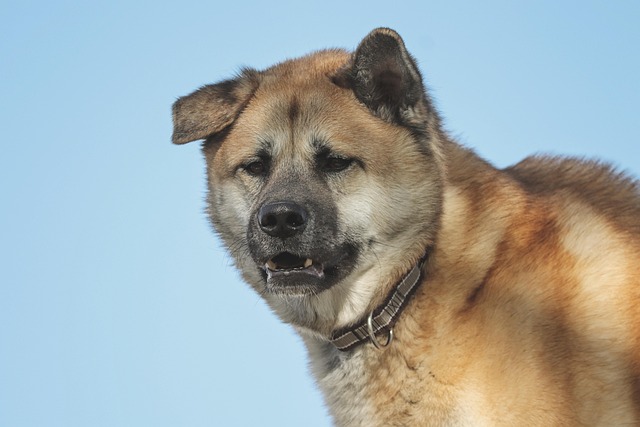 akita inu cena