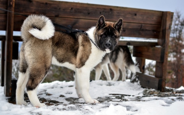 akita inu cena
